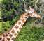 Hungry Giraffe Christchurch, New Zealand.JPG