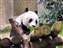 Giant Panda Jia Jia, Hong Kong Zoo.JPG